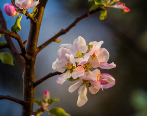 A beautiful apple tree flowers on the branches of an old tree. Spring sceney of abandoned orchards. Flowering fruit tree in the Northern Europe.