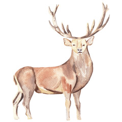 Naklejka na ściany i meble Watercolor deer illustration High resolution hand drawn Christmas animal