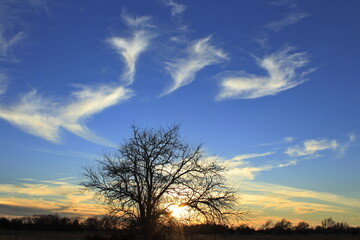 sunset in the sky with a tree silhouette out in the country north of Hutchinson Kansas USA.
