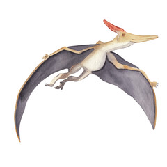 Watercolor dinosaur illustration. Pteranodon. Cute dino High resolution hand painted artwork.  Watercolor animal isolated on white Baby shower, nursery, kids, card, invitation. © Liudmila