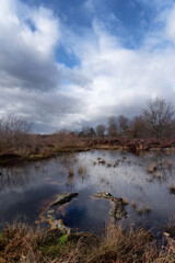 Fototapeta na wymiar Coquibus pond in fontainebleau forest