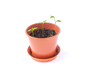 Sprouted tangerines in a floral pot close up on a white background. Mandarinn young green plants.