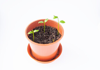 Sprouted tangerines in a floral pot close up on a white background. Mandarinn young green plants.