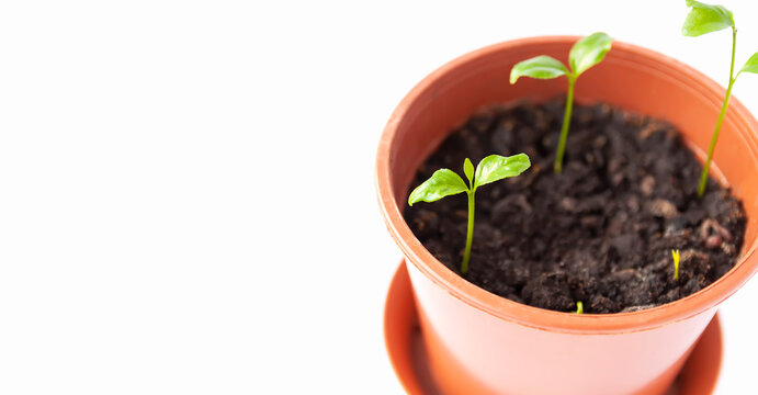 Sprouted tangerines in a floral pot close up on a white background. Mandarinn young green plants.