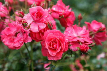 pink roses