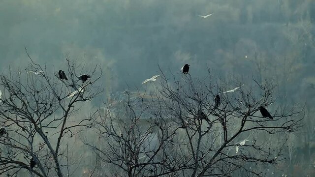 A flock of crows are sitting on a tree. Birds nature background.