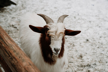 Fototapeta premium goat on the farm