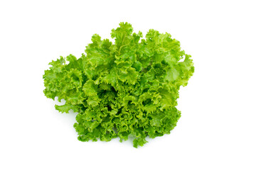 Organic Lactuca sativa on white background.
