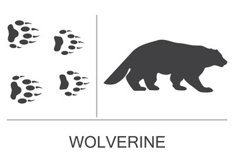 Silhouette of a wolverine and prints of the hind and fore paws. Vector illustration on a white background.