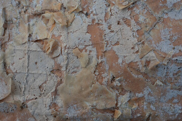 Fototapeta premium Paper bark tree texture