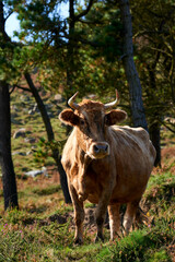 Naklejka na ściany i meble Cow looking at camera, Castro Urdiales, Cantabria,Spain, Europe