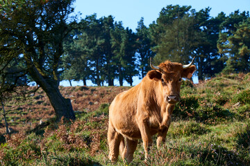Cow looking at camera, Castro Urdiales, Cantabria,Spain, Europe