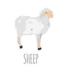Sheep in flat style on a isolated white background. Cartoon animal. Vector illustration