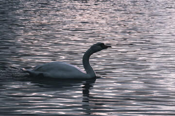 black swan on the lake