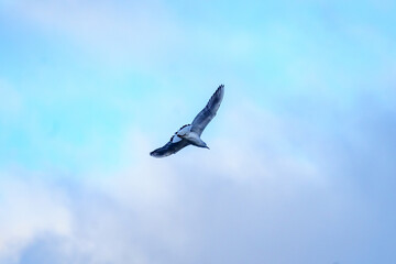 seagull flying in the sky