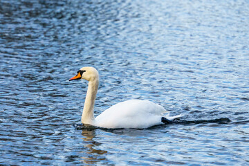 swan on the lake