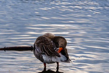 goose on the water
