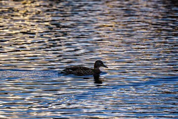 duck on the water