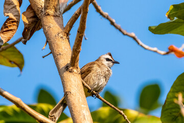 A Yellow-vented Bulbul.(Pycnonotus goiavier)