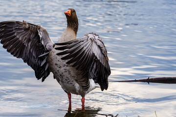 grey goose on the beach