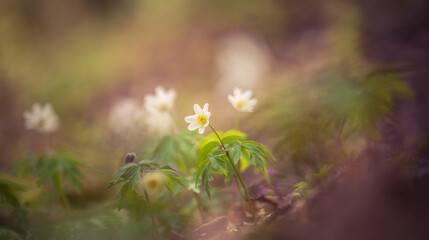 Beautiful white wood anemone flowers on a forest ground. Shallow depth of field, wide negative space. Anemone nemorosa in natural habitat in Northern Europe.