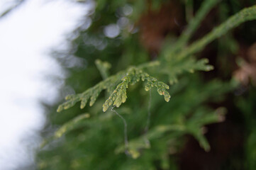 Close-up of a green-yellow twig of juniper