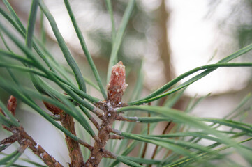 Close-up of a growing pine cone on a blurred background