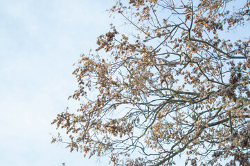 tree branches with dry leaves with blue sky