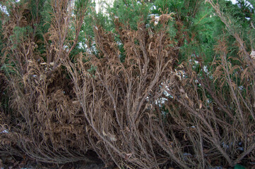 branches of bushes on the side from dry to green