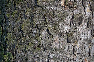 gray oak bark with a transition from green moss to clean bark