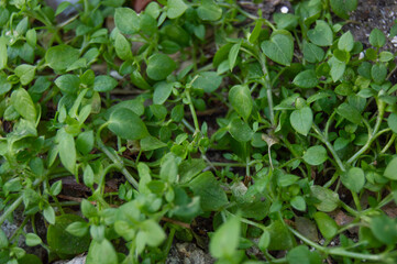 Close-up of green little leaves on the ground