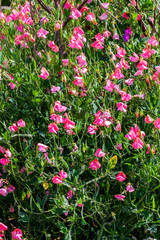 Sweet Pea (Lathyrus odoratus) a spring summer flowering plant with a summertime pink flower stock photo image