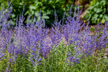 Perevoskia 'Blue Spire' a late summer flowering plant with a blue purple summertime flower in July and August and commonly known as Russian Sage, stock photo image