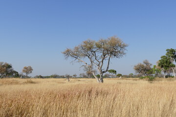 Afrikanische Bäume