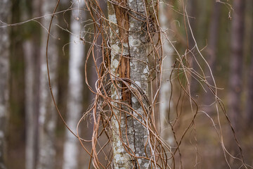 Bare branches in the spring forest. Natural scenery of woodlands in Northern Europe.