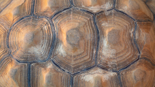 Close up shot of desert tortoise (Gopherus agassizii and Gopherus morafkai), also known as desert turtles, are two species of tortoise. desert tortoise also known as desert turtle