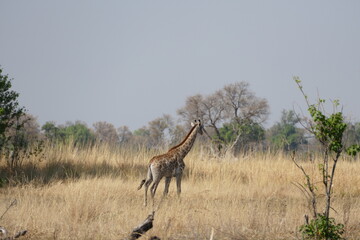 Fototapeta na wymiar Junge Giraffen bei der Pirsch