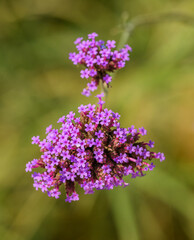 Obraz premium purple flower of purpletop, clustertop or Argentinian vervain or tall verbena or pretty verbena (Verbena bonariensis)
