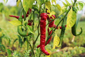 Red and green chilies growing on the farm.