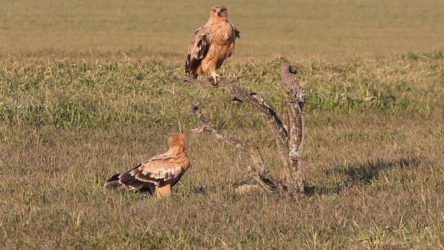 One year old male and female Spanish Imperial Eagle with first light of day