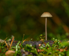 small thin mushroom with creamy brown cap