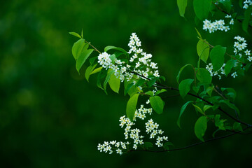 A beautiful white flowers of a bird cherry. Prunus padus tree flowering in the spring. Closeup of a hackberry flowers in Northern Europe.
