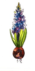 Hyacinth hand drawn watercolor painting. Great as decorative element, greeting card, scrapbooking. 