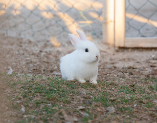 Young white rabbit in the house garden grass.