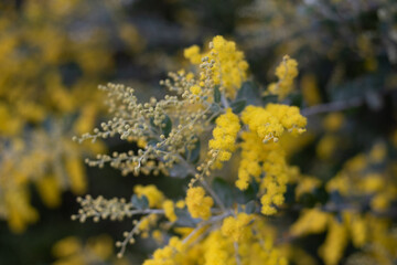 Acacia Silver Wattle blossoms