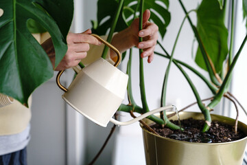 Woman watering potted Monstera houseplant on the windowsill in green house, close up. Hobby, home gardening, love of plants concept.  © DimaBerlin