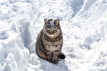 gray cat in the snow