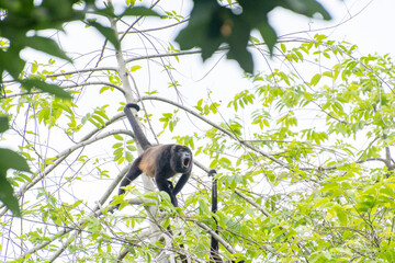 Howler monkeys in a tree

