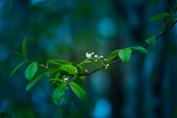 A beautiful white flowers of a bird cherry. Prunus padus tree flowering in the spring. Closeup of a hackberry flowers in Northern Europe.