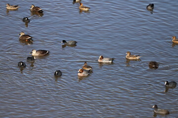 冬の川で泳ぐカルガモ、ヒドリガモ、オオバンの群れ